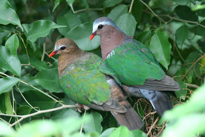 Green-Winged Dove
