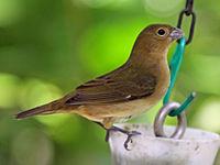 Load image into Gallery viewer, Black and white Seedeater