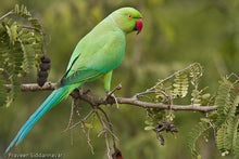 Load image into Gallery viewer, Rose-ringed Parakeet (Ring-necked)