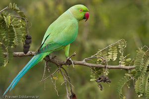 Rose-ringed Parakeet (Ring-necked)