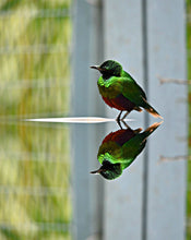Load image into Gallery viewer, Emerald Starling - Young Birds