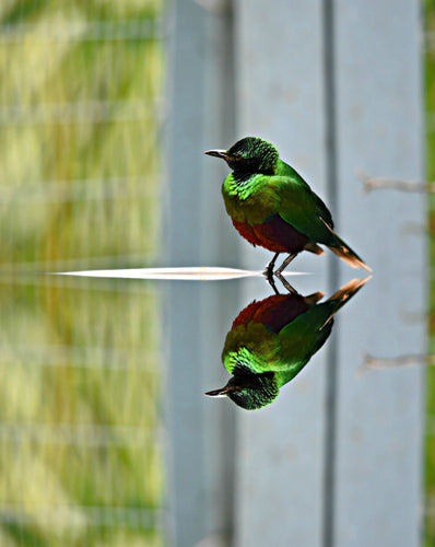 Emerald Starling - Young Birds