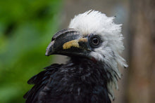Load image into Gallery viewer, Long Tailed (White Crested) Hornbill