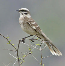 Load image into Gallery viewer, Long Tailed Mockingbird