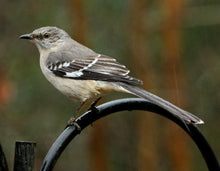 Load image into Gallery viewer, Long Tailed Mockingbird
