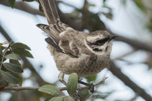 Load image into Gallery viewer, Long Tailed Mockingbird