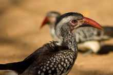 Load image into Gallery viewer, Red Billed Hornbill