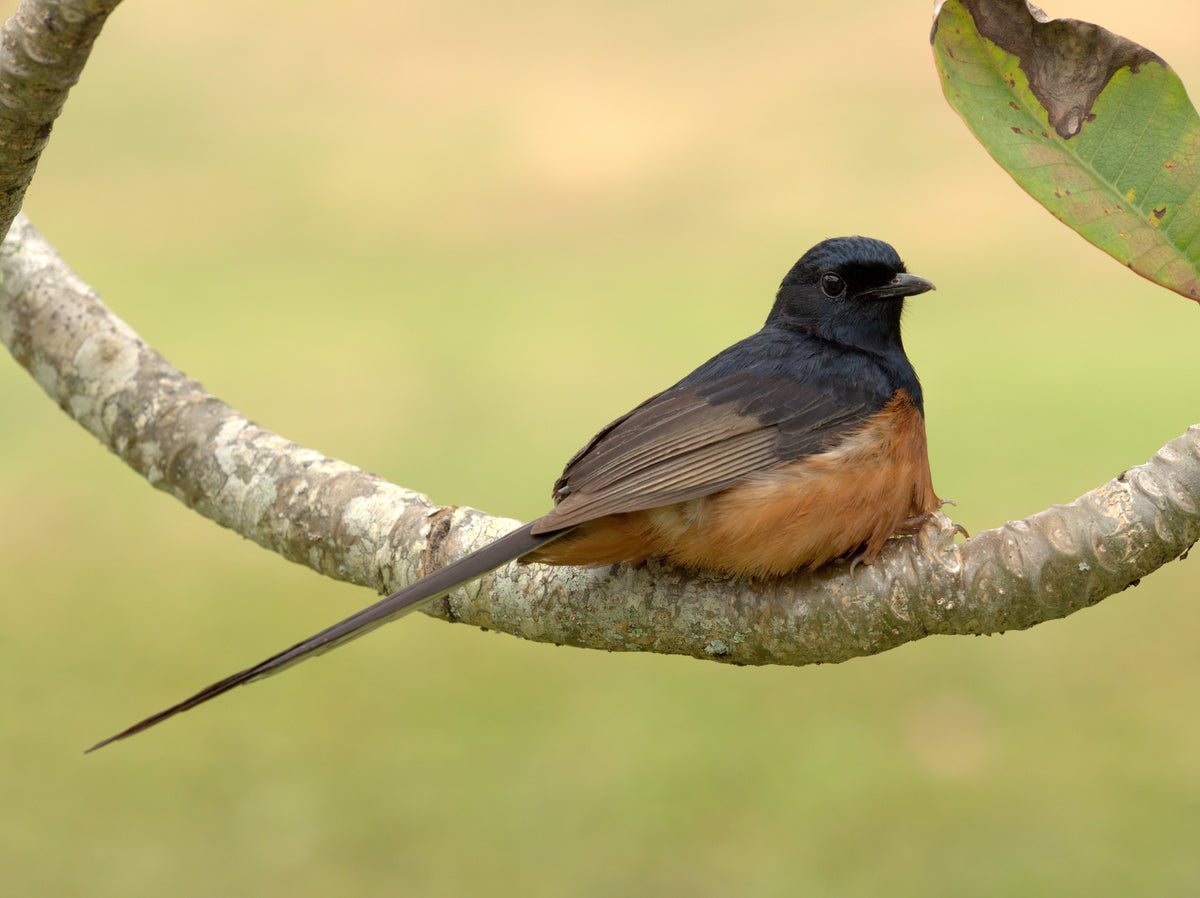 White Rumped Shama Catch Brance In Boskage.The Bird That Call