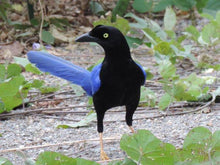 Load image into Gallery viewer, Purple-backed Jay