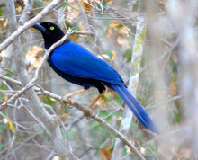 Load image into Gallery viewer, Purple-backed Jay