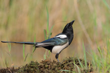 Load image into Gallery viewer, Eurasian Magpie