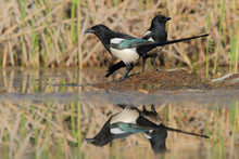 Load image into Gallery viewer, Eurasian Magpie