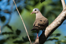 Load image into Gallery viewer, Blue-spotted Wood Dove