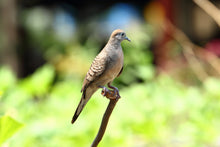 Load image into Gallery viewer, Zebra Dove