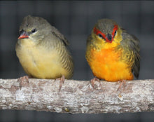 Load image into Gallery viewer, Gold-breasted Waxbill