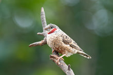 Load image into Gallery viewer, Cut Throat Finch