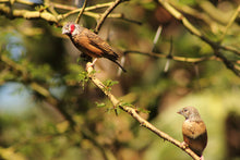 Load image into Gallery viewer, Cut Throat Finch