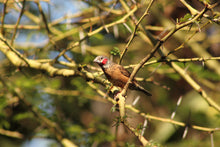 Load image into Gallery viewer, Cut Throat Finch
