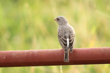 Load image into Gallery viewer, Grey Singer