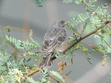 Load image into Gallery viewer, Grey Singer
