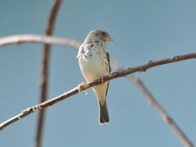 Load image into Gallery viewer, Grey Singer