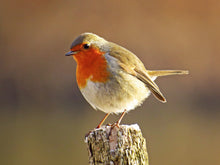 Load image into Gallery viewer, European Robin
