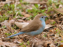 Load image into Gallery viewer, Blue-breasted Cordon-bleu