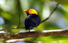 Load image into Gallery viewer, Golden Headed Manakin