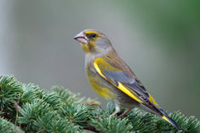 Load image into Gallery viewer, Greenfinch