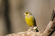 Load image into Gallery viewer, Greenfinch