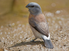 Load image into Gallery viewer, Grey-headed Silverbill