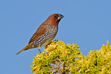 Load image into Gallery viewer, Nutmeg Mannikin