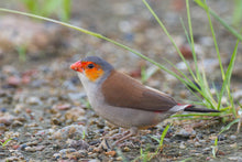 Load image into Gallery viewer, Orange-cheeked Waxbill