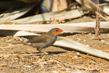 Load image into Gallery viewer, Orange-cheeked Waxbill