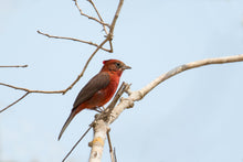 Load image into Gallery viewer, Red-crested Finch