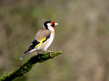 Load image into Gallery viewer, Siberian Goldfinch