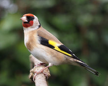 Load image into Gallery viewer, Siberian Goldfinch