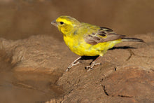 Load image into Gallery viewer, Green Singer Finch