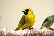 Load image into Gallery viewer, Yellow-green Grosbeak