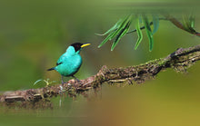 Load image into Gallery viewer, Green Honeycreeper