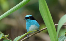 Load image into Gallery viewer, Black-faced Dacnis