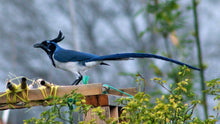 Load image into Gallery viewer, Black-throated Magpie Jay