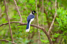 Load image into Gallery viewer, White-tailed jay