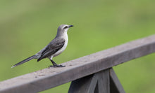 Load image into Gallery viewer, Tropical Mockingbird