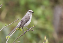 Load image into Gallery viewer, Tropical Mockingbird