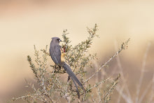 Load image into Gallery viewer, Mousebird (White-backed)