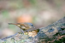 Load image into Gallery viewer, Brown-cheeked Fulvetta aka Brown-cheeked Alcippe