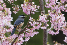 Load image into Gallery viewer, White-eared Sibia