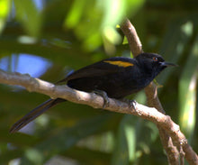 Load image into Gallery viewer, Epaulet Oriole