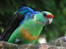 Load image into Gallery viewer, Barnard’s Parakeet